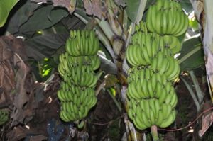 A importância da nutrição para a qualidade da banana e suas vantagens produtivas
