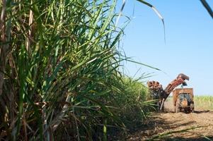 Avanço da tecnologia canavieira aumentará produtividade e reduzirá emissão de carbono