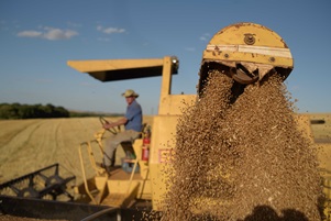 Dia do trigo: data celebra o progresso da cultura do campo à mesa