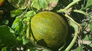 Programa "Melão Mais" será lançado durante a Expo Fruit 2021