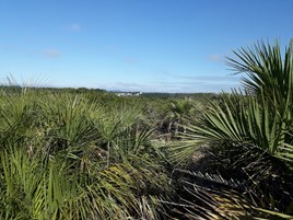 Librelato investe na criação da primeira Reserva Particular do Patrimônio Natural em Laguna, SC