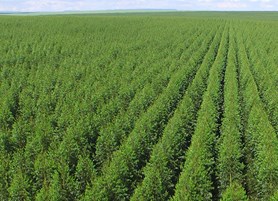 BASF confirma presença no Show Florestal 2022