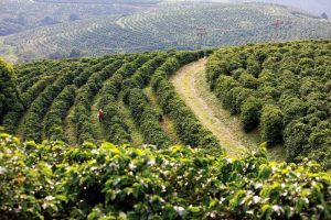 Oito dicas para fazer o planejamento da safra