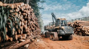 Forwarder Buffalo King: gigante na movimentação florestal