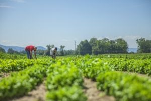 4 medidas para acompanhar o agronegócio do futuro
