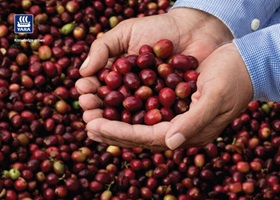 Concurso NossoCafé, da Yara, está com inscrições abertas